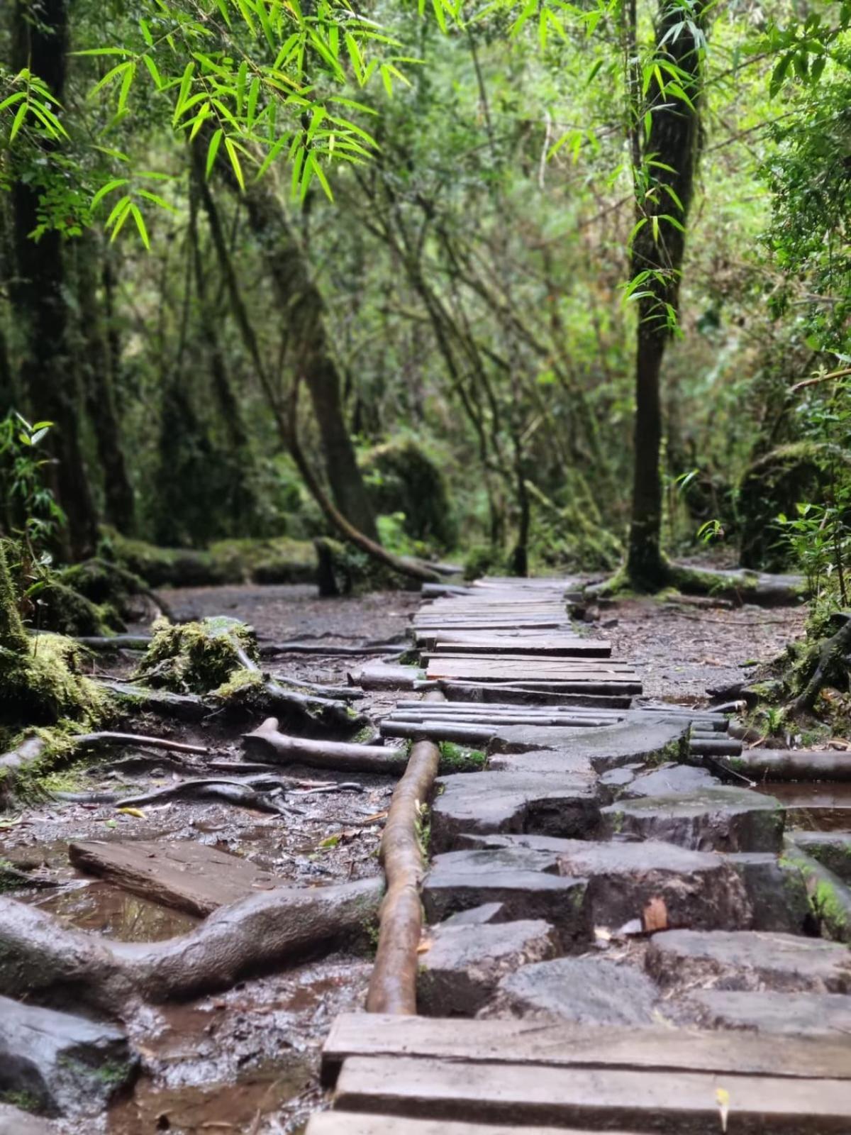 Cabana Ensenada, Puerto Varas - 1 Ambiente Ngoại thất bức ảnh